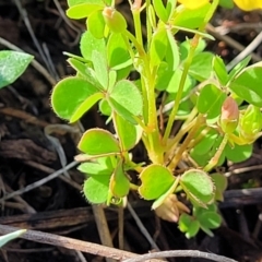 Oxalis sp. at Bibbenluke Common - 9 Dec 2023