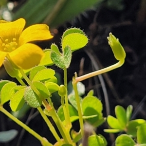 Oxalis sp. at Bibbenluke Common - 9 Dec 2023