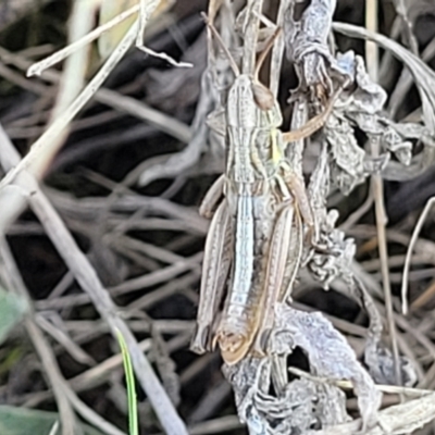 Praxibulus sp. (genus) (A grasshopper) at Bibbenluke Common - 9 Dec 2023 by trevorpreston