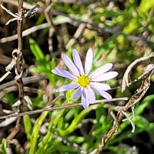 Vittadinia muelleri at Bibbenluke Common - 9 Dec 2023