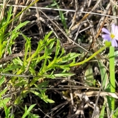 Vittadinia muelleri at Bibbenluke Common - 9 Dec 2023