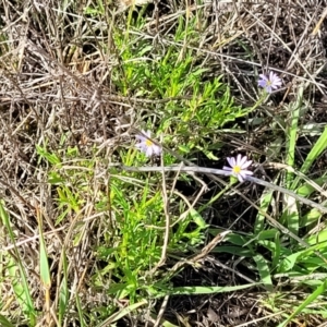 Vittadinia muelleri at Bibbenluke Common - 9 Dec 2023