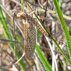 Atalophlebia (genus) (A prong-gilled mayfly) at Bibbenluke Common - 9 Dec 2023 by trevorpreston