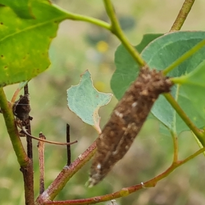Trigonocyttara clandestina (Less-stick Case Moth) at Mount Mugga Mugga - 10 Dec 2023 by Mike