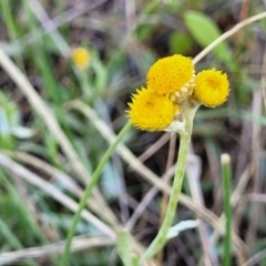 Chrysocephalum apiculatum (Common Everlasting) at Bibbenluke Common - 8 Dec 2023 by trevorpreston