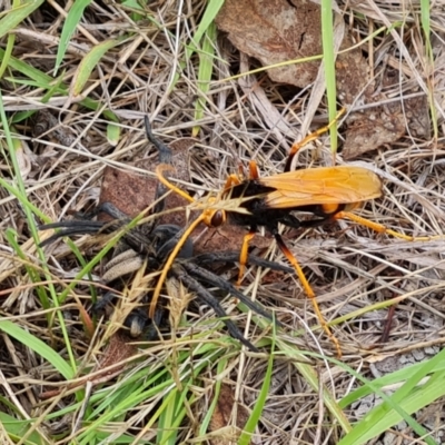 Cryptocheilus bicolor (Orange Spider Wasp) at Mount Mugga Mugga - 9 Dec 2023 by Mike