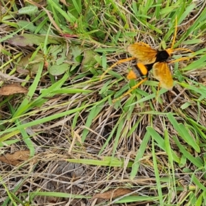 Cryptocheilus bicolor at Mount Mugga Mugga - 10 Dec 2023