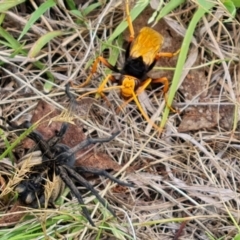 Cryptocheilus bicolor at Mount Mugga Mugga - 10 Dec 2023