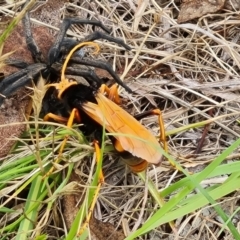 Cryptocheilus bicolor at Mount Mugga Mugga - 10 Dec 2023