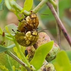 Paropsisterna cloelia (Eucalyptus variegated beetle) at Mount Mugga Mugga - 9 Dec 2023 by Mike