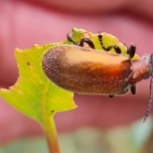 Ecnolagria grandis at Mount Mugga Mugga - 10 Dec 2023