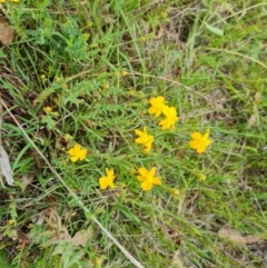 Hypericum gramineum (Small St Johns Wort) at Mount Mugga Mugga - 9 Dec 2023 by Mike