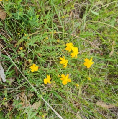 Hypericum gramineum (Small St Johns Wort) at Mount Mugga Mugga - 10 Dec 2023 by Mike