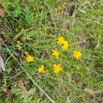 Hypericum gramineum (Small St Johns Wort) at Mount Mugga Mugga - 9 Dec 2023 by Mike