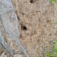 Camponotus consobrinus (Banded sugar ant) at Mount Mugga Mugga - 9 Dec 2023 by Mike