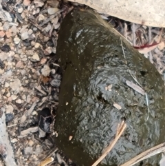 Scarabaeinae (subfamily) (Dung beetle) at Mount Mugga Mugga - 10 Dec 2023 by Mike