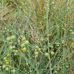 Asparagus officinalis (Asparagus) at Mount Mugga Mugga - 10 Dec 2023 by Mike