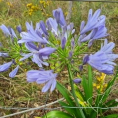 Agapanthus praecox subsp. orientalis (Agapanthus) at O'Malley, ACT - 9 Dec 2023 by Mike