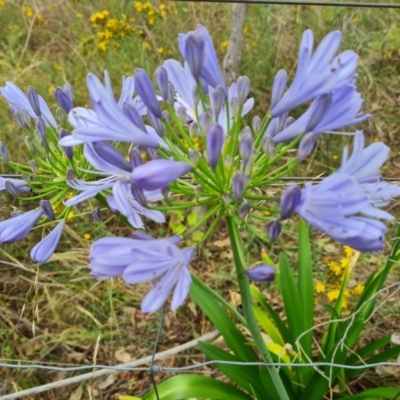 Agapanthus praecox subsp. orientalis (Agapanthus) at O'Malley, ACT - 9 Dec 2023 by Mike