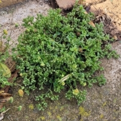 Polycarpon tetraphyllum at Nimmitabel, NSW - 9 Dec 2023 08:39 AM