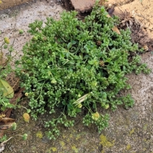 Polycarpon tetraphyllum at Nimmitabel, NSW - 9 Dec 2023