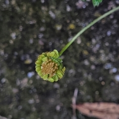 Cotula australis at Nimmitabel, NSW - 9 Dec 2023