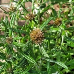 Euchiton sphaericus (star cudweed) at Nimmitabel, NSW - 9 Dec 2023 by trevorpreston
