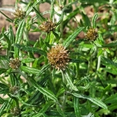 Euchiton sphaericus (star cudweed) at Nimmitabel, NSW - 9 Dec 2023 by trevorpreston