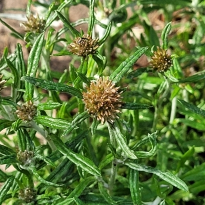 Euchiton sphaericus (star cudweed) at Nimmitabel, NSW - 9 Dec 2023 by trevorpreston