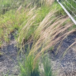 Austrostipa scabra at Kuma Nature Reserve - 9 Dec 2023