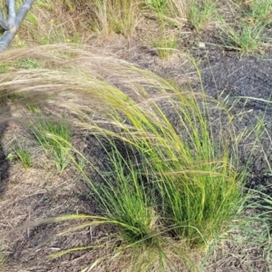 Austrostipa scabra at Kuma Nature Reserve - 9 Dec 2023