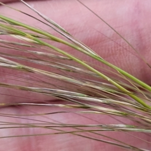 Austrostipa scabra at Kuma Nature Reserve - 9 Dec 2023