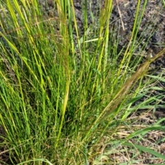 Austrostipa scabra at Kuma Nature Reserve - 9 Dec 2023