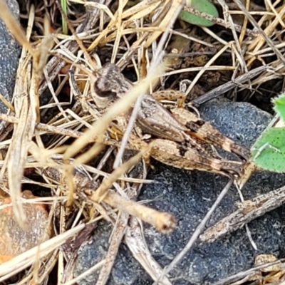 Phaulacridium vittatum (Wingless Grasshopper) at Cooma, NSW - 8 Dec 2023 by trevorpreston