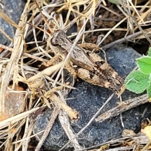 Phaulacridium vittatum at Kuma Nature Reserve - 9 Dec 2023 08:10 AM