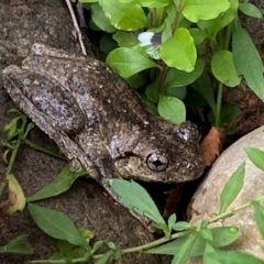 Unidentified Frog at Burradoo, NSW - 10 Dec 2023 by GlossyGal