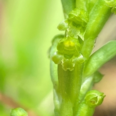 Microtis unifolia (Common Onion Orchid) at Tallaganda National Park - 27 Nov 2023 by AJB