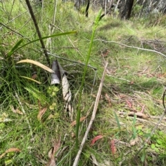 Microtis unifolia at Tallaganda National Park - 27 Nov 2023