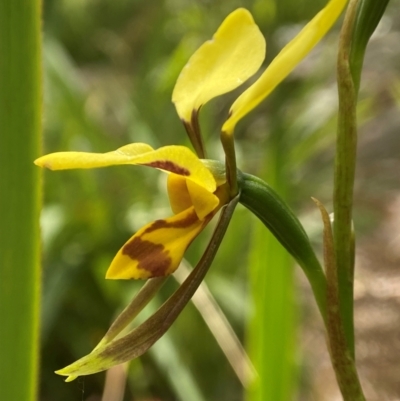 Diuris sulphurea (Tiger Orchid) at QPRC LGA - 27 Nov 2023 by AJB