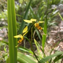 Diuris sulphurea at QPRC LGA - 27 Nov 2023