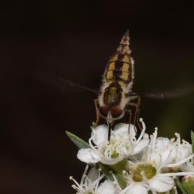 Trichophthalma nicholsoni (Nicholson's tangle-veined fly) at QPRC LGA - 10 Dec 2023 by DianneClarke