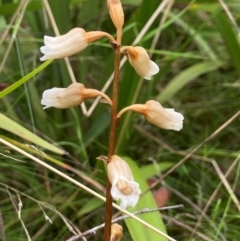 Gastrodia sesamoides (Cinnamon Bells) at QPRC LGA - 27 Nov 2023 by AJB