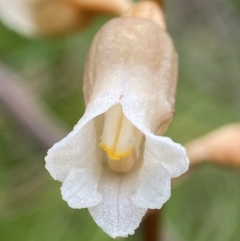 Gastrodia sesamoides at Tallaganda National Park - suppressed