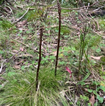 Gastrodia procera (Tall Potato Orchid) at Tallaganda National Park - 27 Nov 2023 by AJB