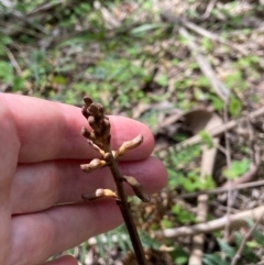 Gastrodia procera at Tallaganda National Park - 27 Nov 2023