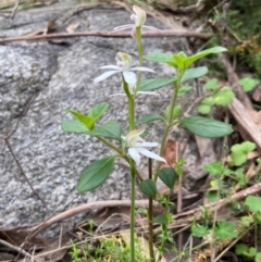 Caladenia moschata (Musky Caps) at Forbes Creek, NSW - 27 Nov 2023 by AJB