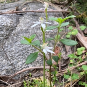 Caladenia moschata at Tallaganda National Park - 27 Nov 2023