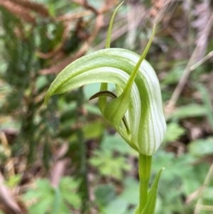 Pterostylis monticola at QPRC LGA - suppressed