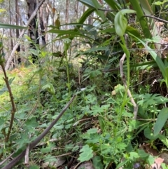 Pterostylis monticola at suppressed - 27 Nov 2023