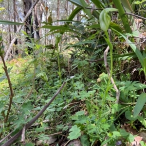 Pterostylis monticola at QPRC LGA - suppressed